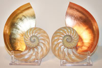 Gilded Shells